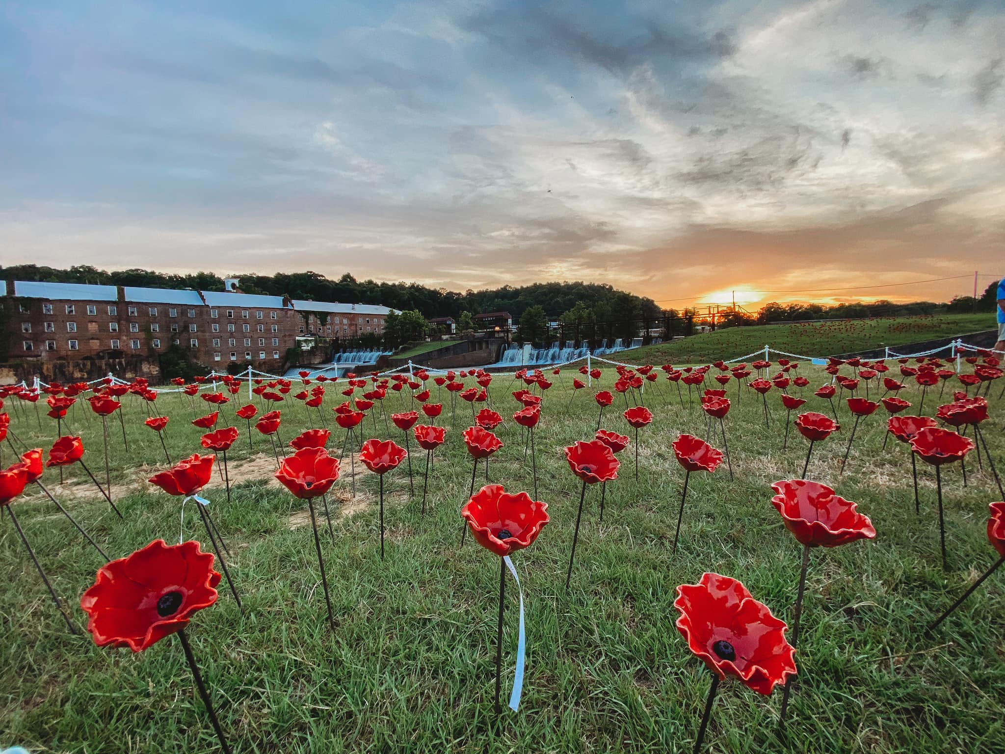 Welcome to the Alabama Poppy Project